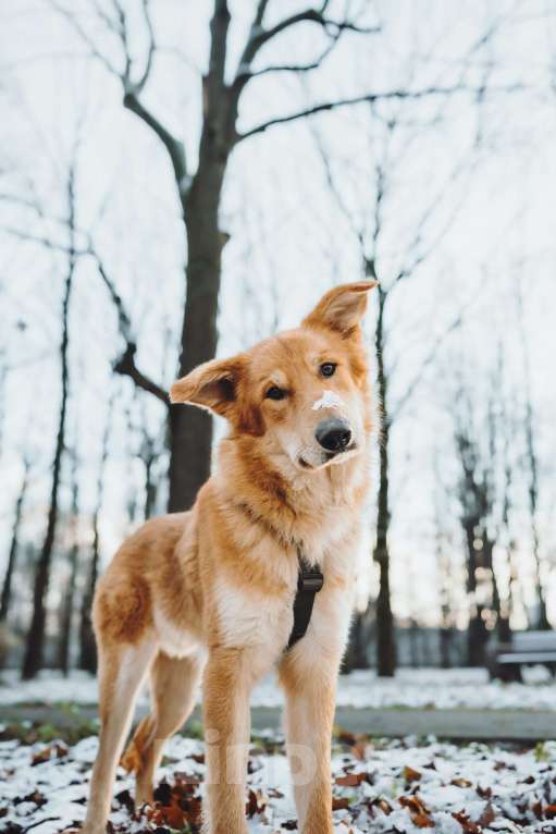 Собаки в Москве: Удивительный Яша ищет дом Мальчик, Бесплатно - фото 4