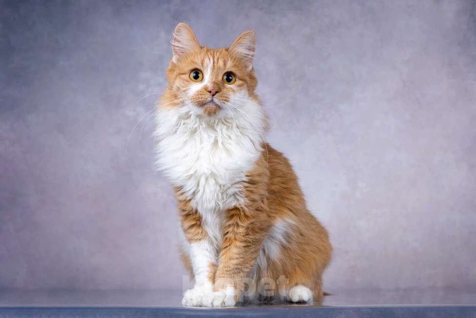 Кошки в Москве: Ярко-рыжая молодая пушистая кошечка Дакота в дар Девочка, 1 руб. - фото 1