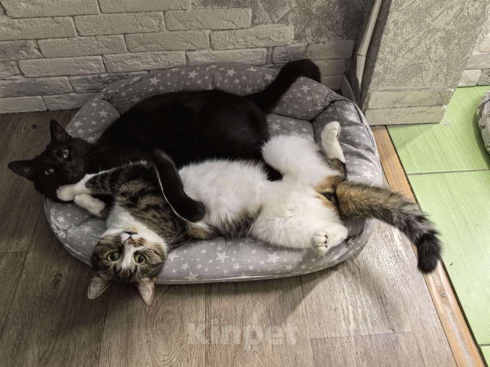 Кошки в Петрозаводске: Протестующего кота в любящую семью Мальчик, Бесплатно - фото 4