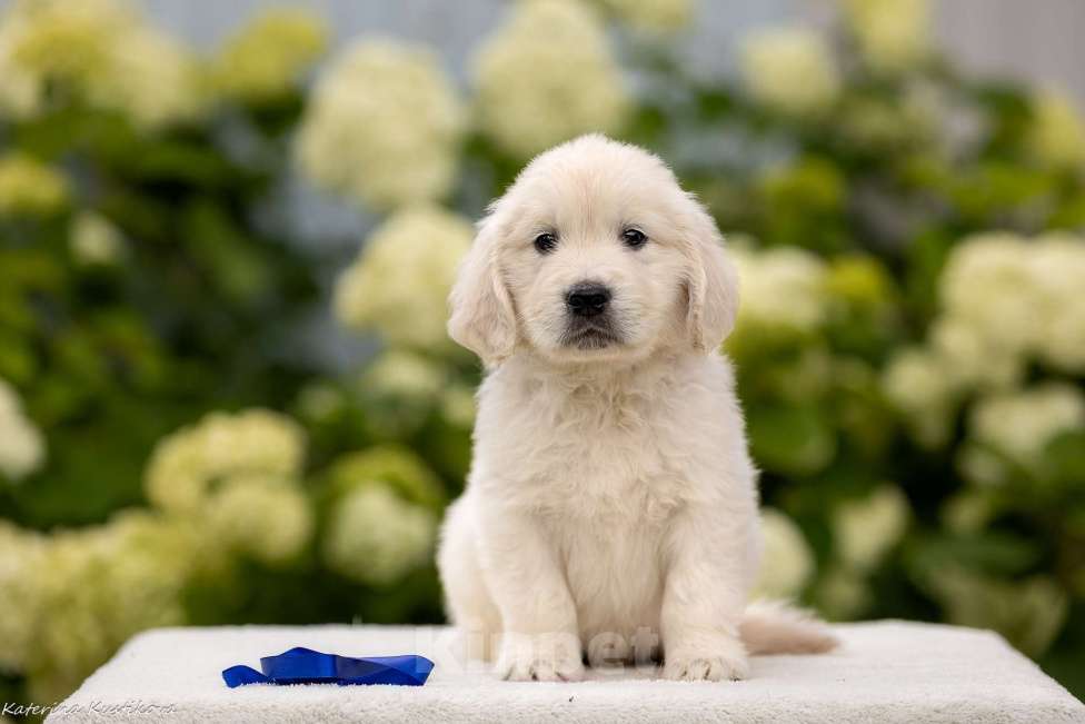 Собаки в Москве: Щенки золотистого(голден) ретривера Мальчик, 95 000 руб. - фото 3