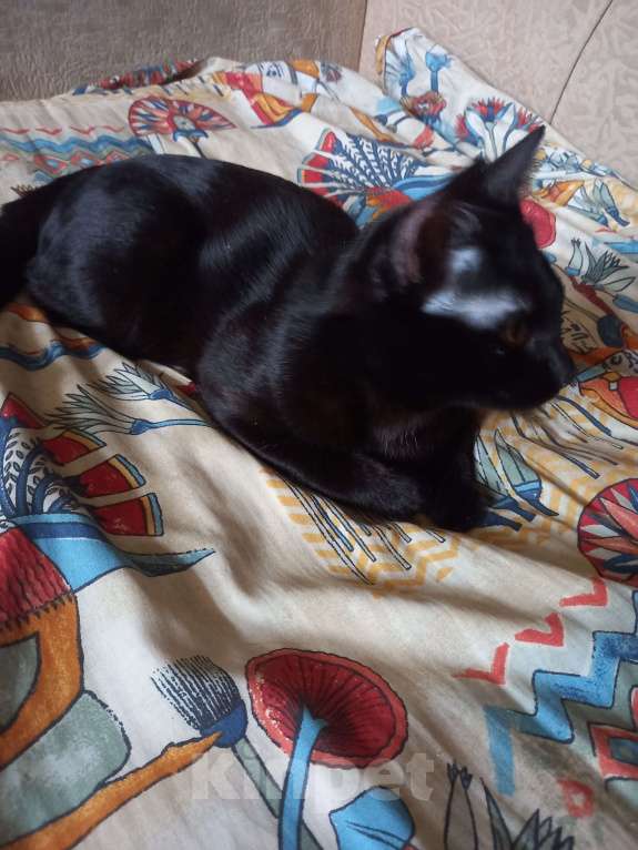 Кошки в Санкт-Петербурге: Бомбейский мальчик. Мальчик, 10 000 руб. - фото 7