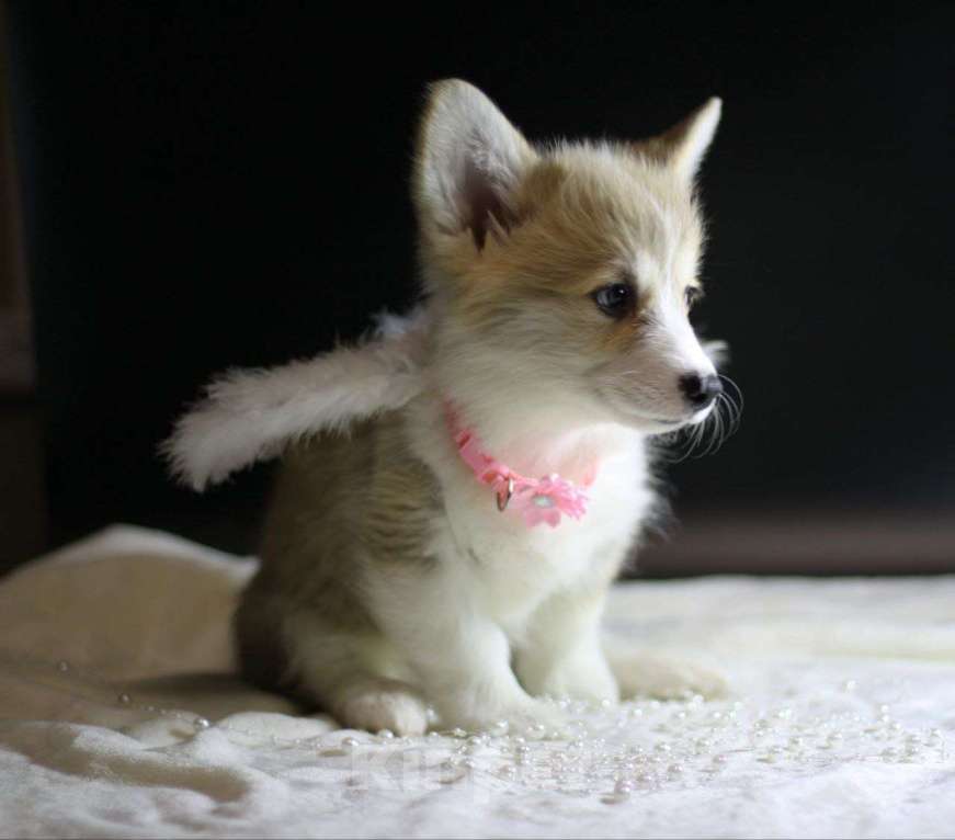 Собаки в Тольятти: Малышка Вельш Корги Пемброк Девочка, 80 000 руб. - фото 2