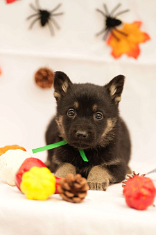 Сука восточноевропейская овчарка