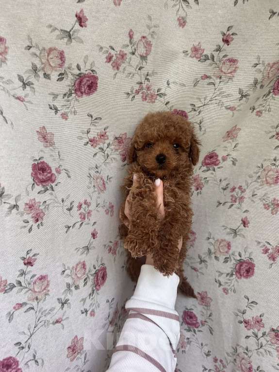 Собаки в Москве: Мальтипу f1 Мальчик, 75 000 руб. - фото 3