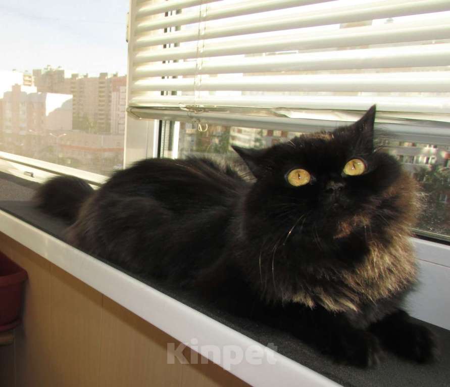 Кошки в Санкт-Петербурге: Шотландская кошечка по цене кастрации Девочка, 10 000 руб. - фото 3