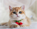 Кошки в Владивостоке: Мальчик британской породы Мальчик, 150 000 руб. - фото 3