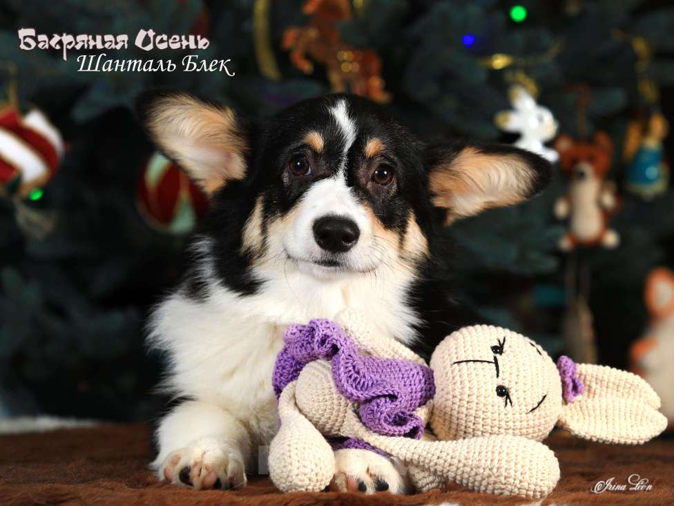 Собаки в других городах Московской области: Щенки вельш корги пемброк Девочка, 70 000 руб. - фото 2