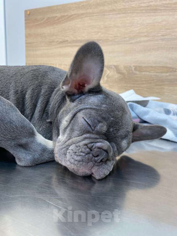 Собаки в Новошахтинске: Щенки французского бульдога Девочка, 80 000 руб. - фото 6