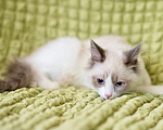 Кошки в Москве: Котёнок Пиксель - голубоглазый красавец в добрые руки  Мальчик, Бесплатно - фото 4