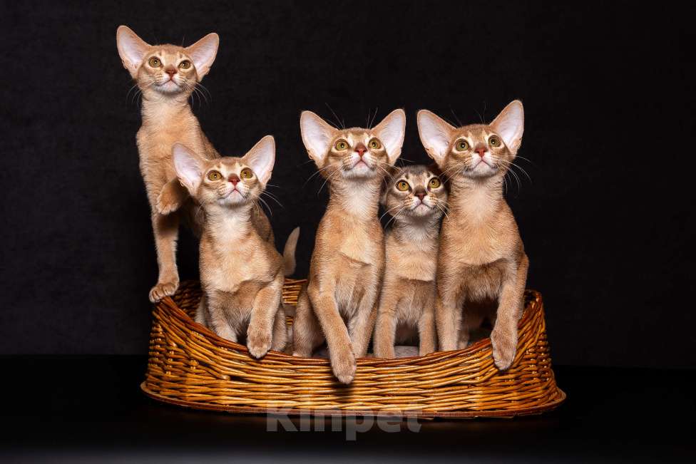 Кошки в Москве: Абиссиннский котёнок Wild siblings' Demetra с огромной любовью ко всему миру Девочка, Бесплатно - фото 8