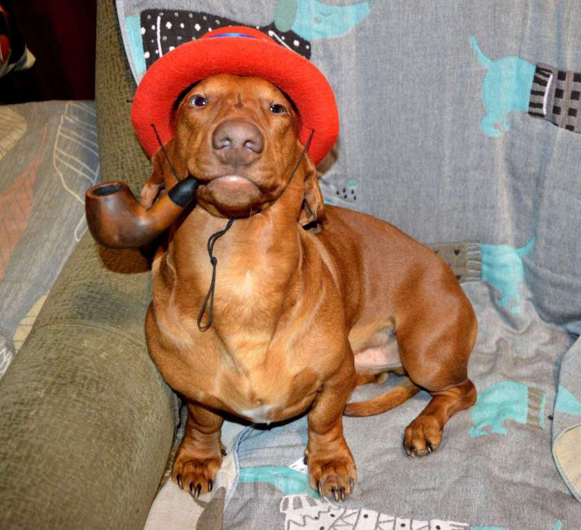 Собаки в Подольске: Предлагаю для вязки кобеля таксы стандартеой гладкошерстнойй Мальчик, 8 000 руб. - фото 4