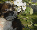 Собаки в Всеволожске: Лаура, девочка размер мини. До 2,5 кгДокументы от автора породы , нет запаха от собаки, не линяет, . Девочка, 50 000 руб. - фото 3