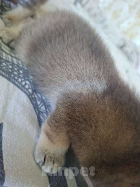 Кошки в Симферополе: 2 мальчика шотландских  Мальчик, 15 000 руб. - фото 4