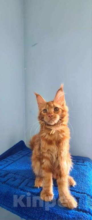 Кошки в Самаре: Котёнок породы Мейн-кун MCO female Iriska, color d Девочка, 40 000 руб. - фото 2