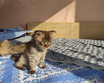 Кошки в Ардоне: Котята Мейн кун, 30 000 руб. - фото 1
