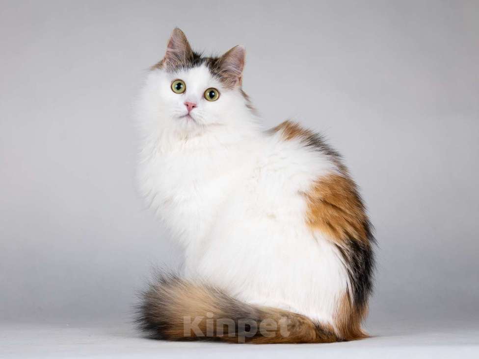 Кошки в Москве: Молодая сибирская трехцветная кошечка Зая в дар Девочка, 1 руб. - фото 2