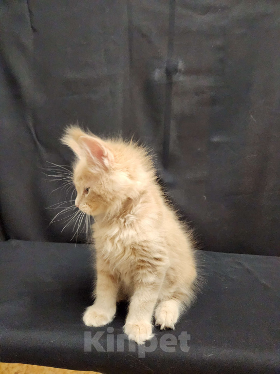 Кошки в Красногорске: Котенок мейн-кун  Мальчик, 60 000 руб. - фото 4