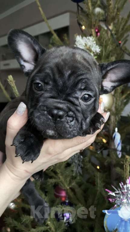 Собаки в Таганроге: Французские бульдоги (щенки) Девочка, 35 000 руб. - фото 6