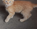 Кошки в Ростове-на-Дону: Котята в добрые руки Мальчик, Бесплатно - фото 2