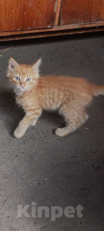 Кошки в Ростове-на-Дону: Котята в добрые руки Мальчик, Бесплатно - фото 2