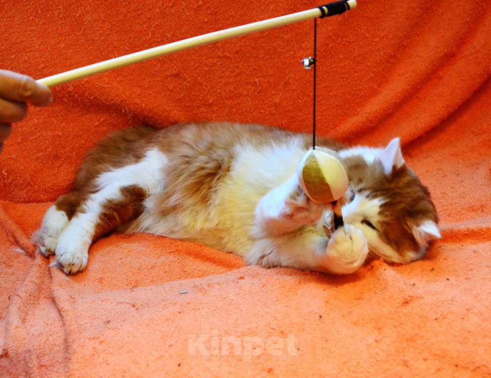 Кошки в Санкт-Петербурге: Большой роскошный ласковый котяра-лев Мальчик, Бесплатно - фото 5