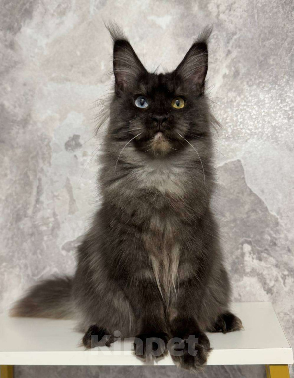 Кошки в Санкт-Петербурге: Девочка Девочка, 10 000 руб. - фото 1