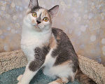 Кошки в Москве: Голубо-кремовая трехцветная кошка в добрые руки Девочка, Бесплатно - фото 9