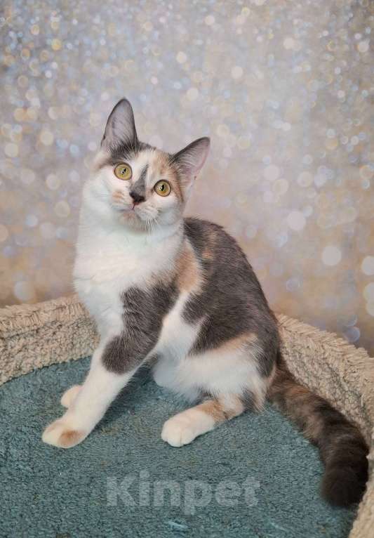 Кошки в Москве: Голубо-кремовая трехцветная кошка в добрые руки Девочка, Бесплатно - фото 9