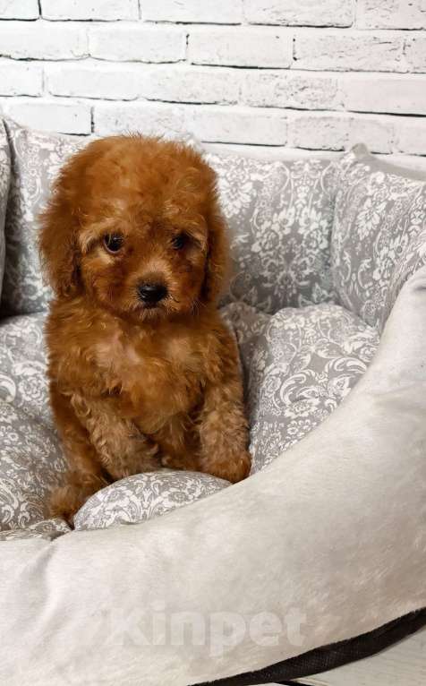 Собаки в Москве: Мальчик той пудель микро Мальчик, 80 000 руб. - фото 1