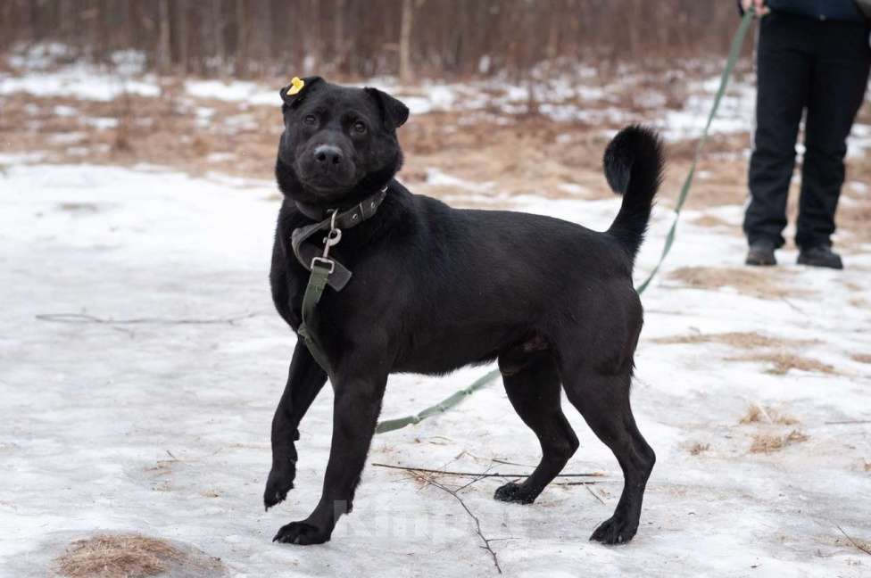 Собаки в Ногинске: Шикарного окраса шикарный парень в поиске своих Мальчик, Бесплатно - фото 3