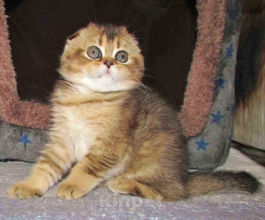 Кошки в Санкт-Петербурге: Шотландские котята Девочка, Бесплатно - фото 5