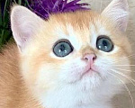 Кошки в Москве: Породистые котята золотая шиншилла Разнополые, Бесплатно - фото 2