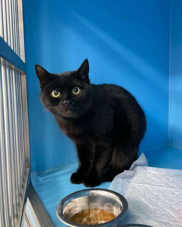 Кошки в Москве: Черная кошечка ищет дом Девочка, Бесплатно - фото 2