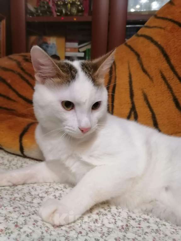 Кошки в Москве: Котёнок в добрые руки Мальчик, Бесплатно - фото 5