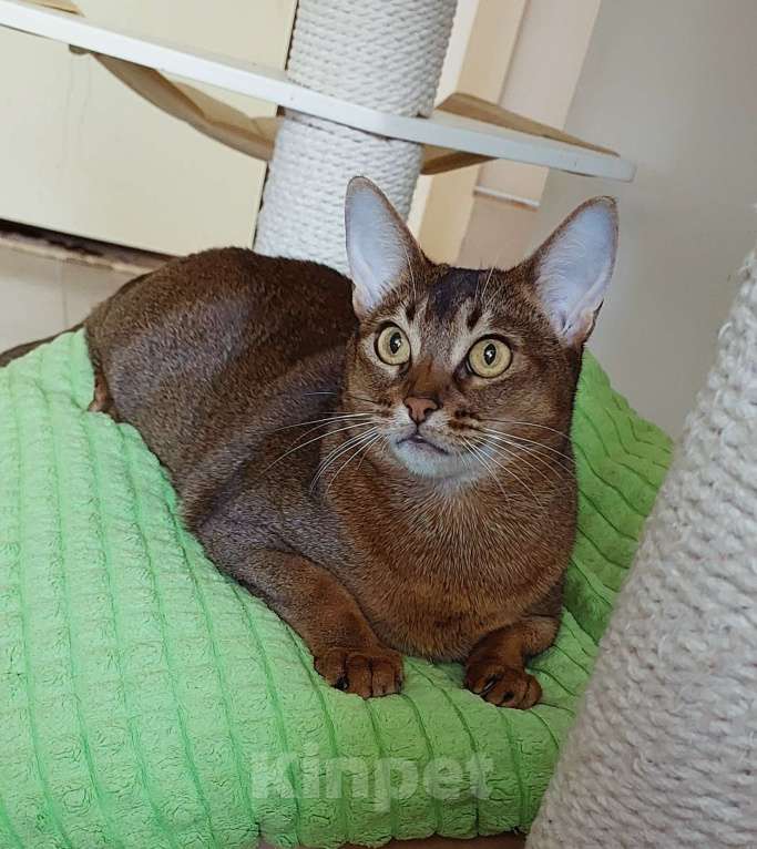 Кошки в Москве: Абиссинские кошки отдам Девочка, Бесплатно - фото 6