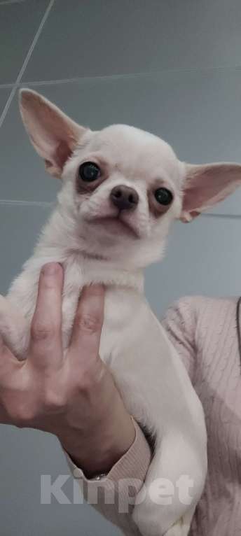 Собаки в Москве: Прекрасная  Чихуахуа девочка Девочка, Бесплатно - фото 4