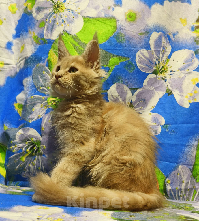 Кошки в Москве: Мейн-Кун Мальчик Мальчик, 70 000 руб. - фото 5