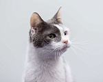 Кошки в Москве: кот Мартик Мальчик, Бесплатно - фото 5