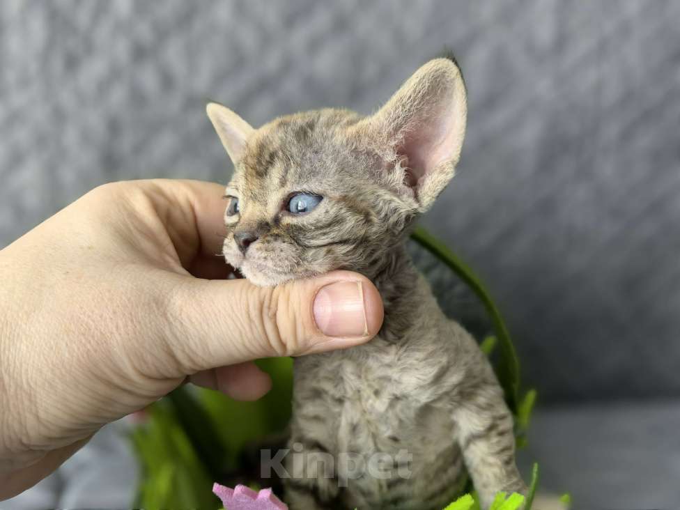 Кошки в Москве: Табированная девочка Девочка, Бесплатно - фото 3