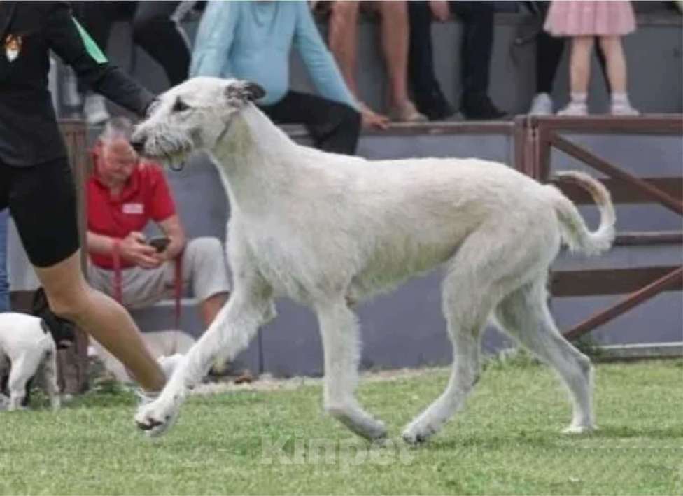 Собаки в Перми: Белые Ирландские Волкодавы Девочка, Бесплатно - фото 4