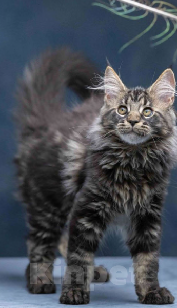 Кошки в других городах Ленинградской области: Мейн-кун " котенок в руковичках" Девочка, 25 000 руб. - фото 6