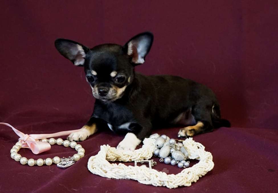Собаки в Кудрово: ПАУЛА Чихуахуа Девочка, 70 000 руб. - фото 1