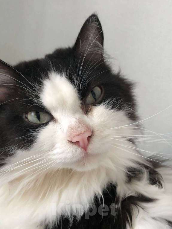 Кошки в Екатеринбурге: Котик срочно ищет дом  Мальчик, Бесплатно - фото 3