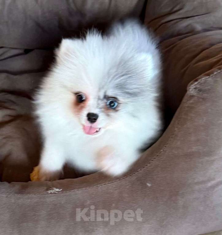 Собаки в Коломне: Девочка померанский шпиц  Девочка, 45 000 руб. - фото 3