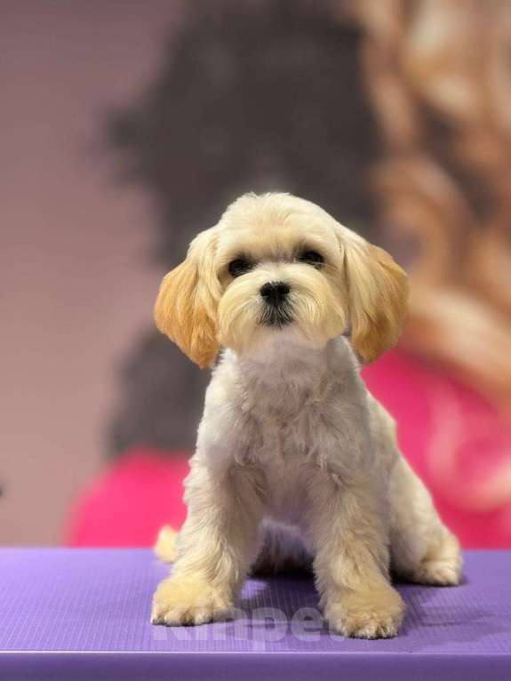 Собаки в Москве: мальтипу Ф1 щенки Девочка, 70 000 руб. - фото 4