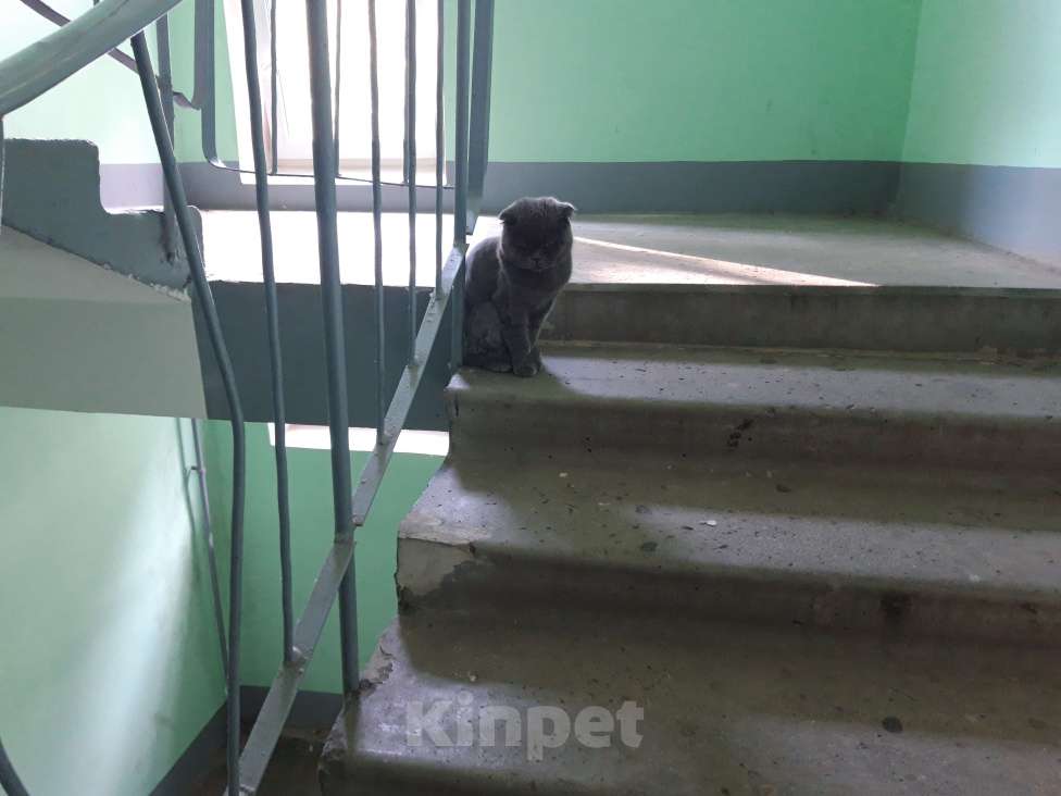 Кошки в Гатчине: Найдена кошка Девочка, Бесплатно - фото 1