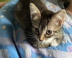 Кошки в Нижнем Новгороде: Котенок в добрые руки Девочка, Бесплатно - фото 8