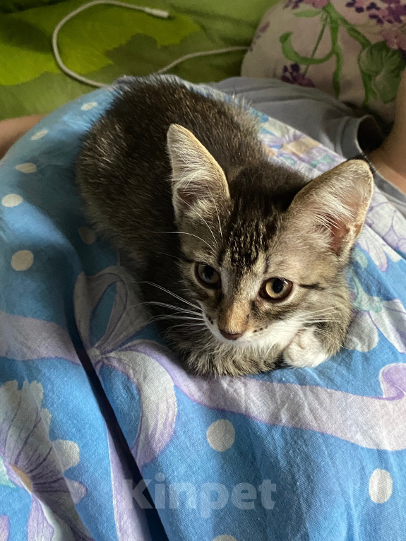 Кошки в Нижнем Новгороде: Котенок в добрые руки Девочка, Бесплатно - фото 8