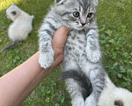 Кошки в Казани: Продаем котят британцы Разнополые, 4 000 руб. - фото 5