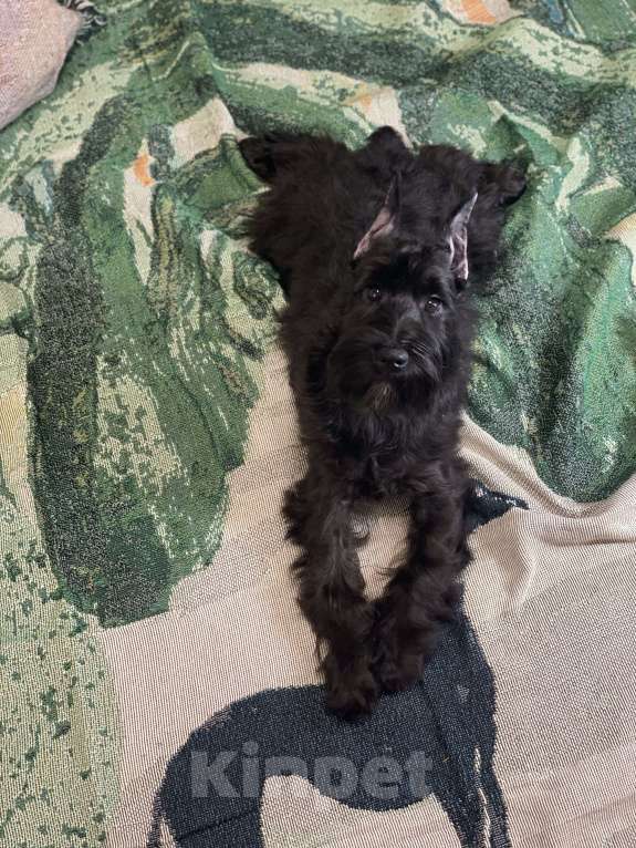 Собаки в Москве: Цвергшнауцер девочка Девочка, 80 000 руб. - фото 2